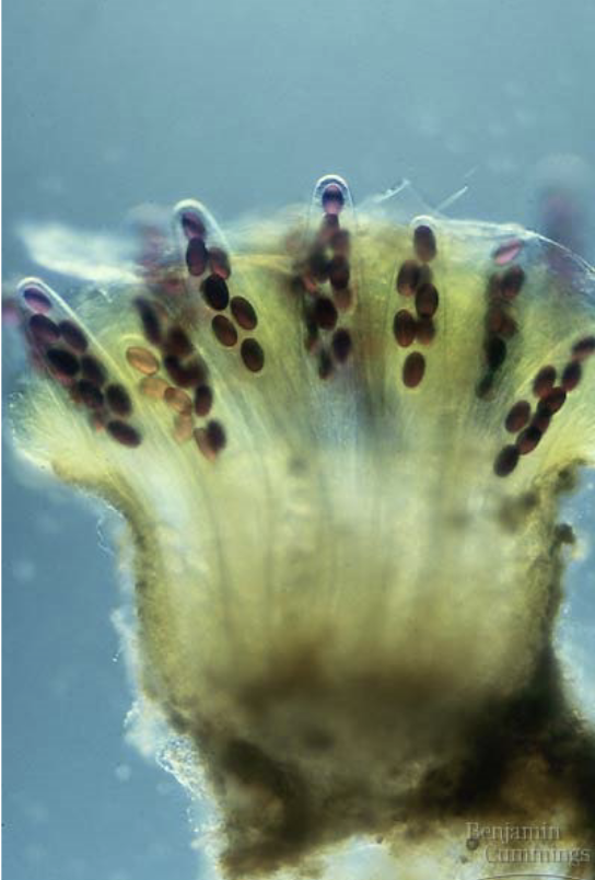 <p>What is this and how many spores does it have?</p>