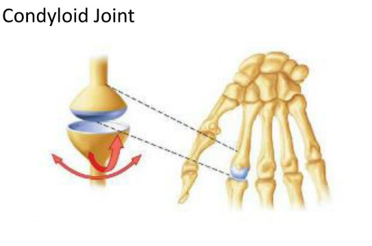 <p>Radiocarpal and metacarpophalangeal</p><p>Movement in two planes</p>