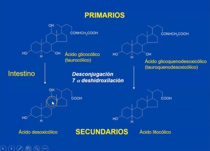 <p>SALES BILIARIAS PRIMARIAS= producido por los hepatocitos, derivados del ac glicocolico y ac glicoquenodesoxicolico</p><p>A nivel del intestino: </p><p>SALES BILIARES SECUNDARIAS= Por producto de enzimas de la microbiota bacteriana, provoca una desconjugacion 7 alfa deshidroxilación: ác desoxicolico, y ác litocólico (son más insolubles)</p><p></p>