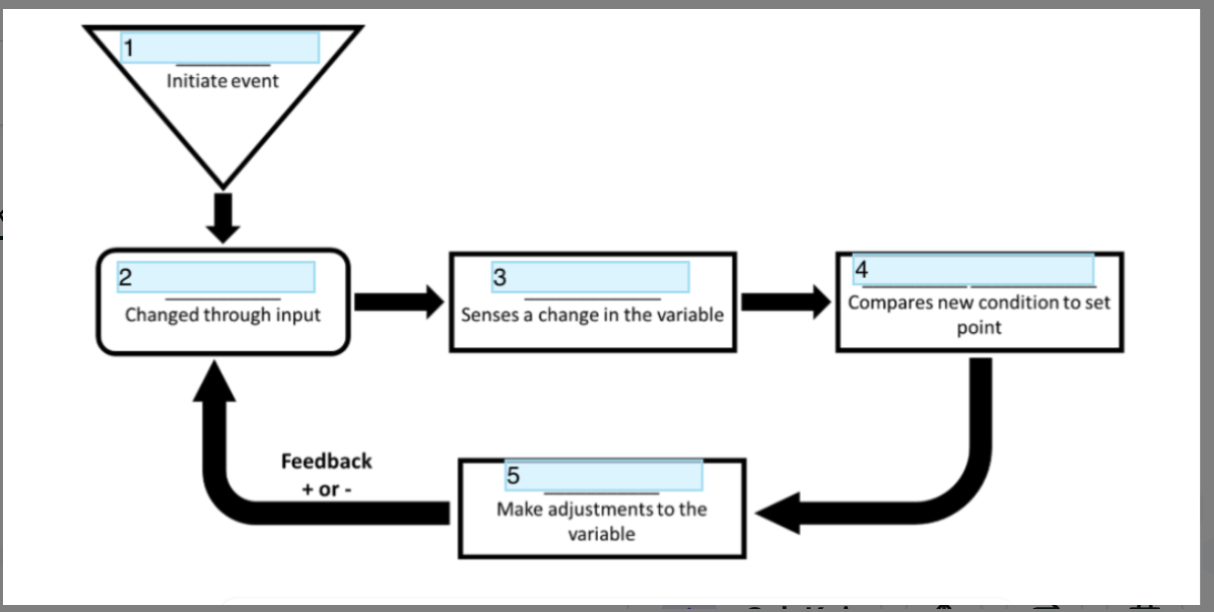 <p>Component 5 of feedback system</p>