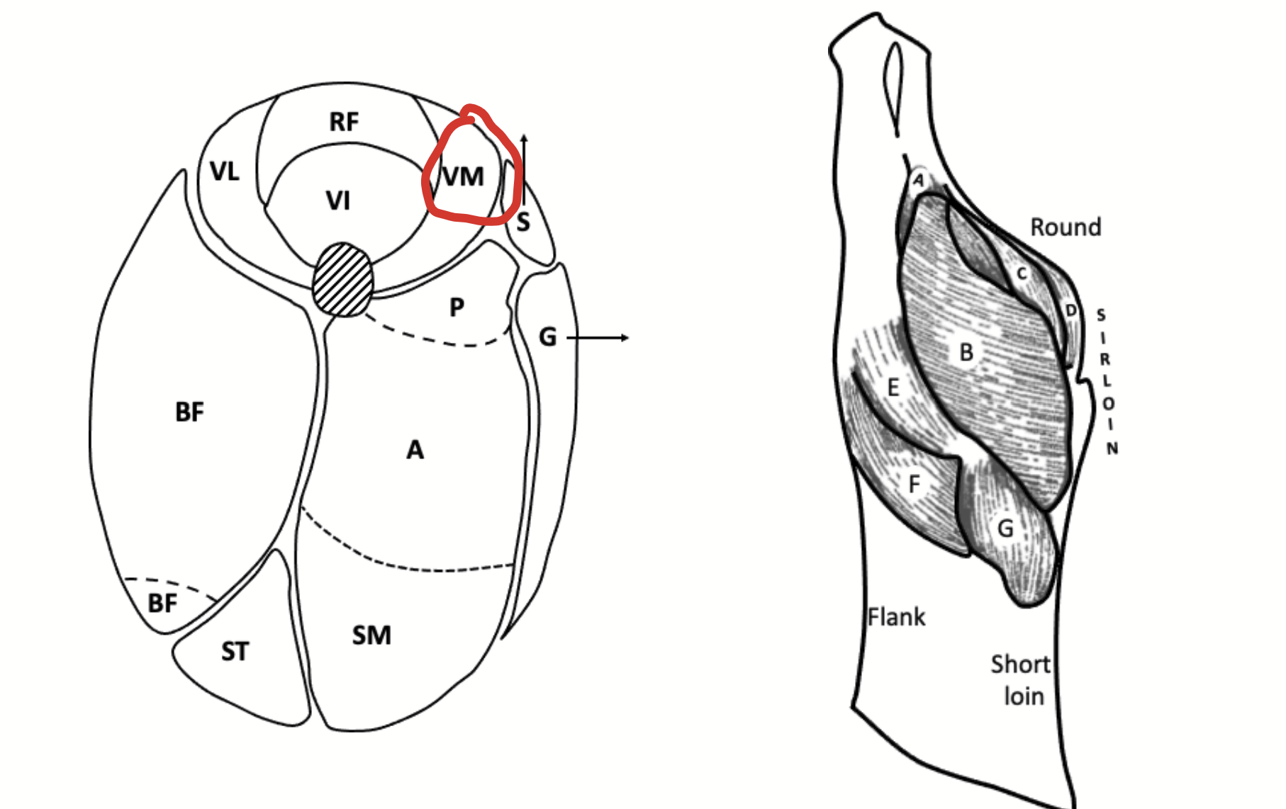 <p>A quadriceps femoris muscle. Located medially.</p>