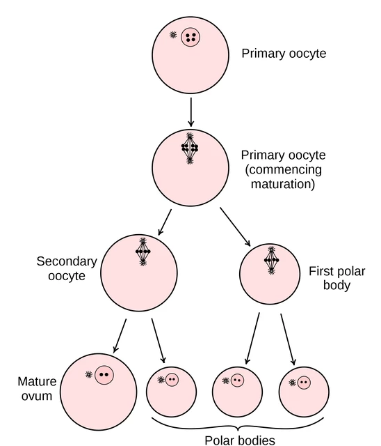 <p>the process of ova(egg) formation that begins while a woman is still undergoing fetal development</p><ul><li><p>when a woman is born she already has all the eggs she will release over her reproductive life time</p></li></ul>