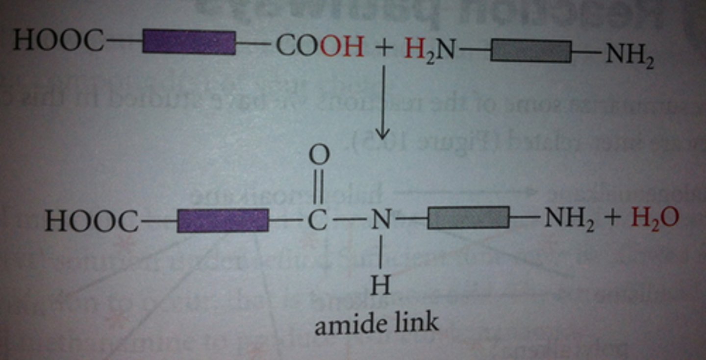 <p>formed from dicarboxylic acids (or derivatives such as acyl chlorides) and diamines.</p><p>The carboxyl and amine groups react, forming amide links</p><p>can form H2O if with COOH or HCL if with COCL</p>