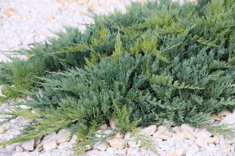 <p>What plant is this?</p>