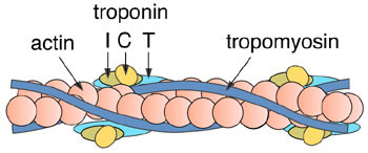 <p>1. Ca2+ binds to C subunit of troponin complex</p><p>2. shape change pulls tropomyosin away from actin; tropomyosin doesn't let myosin interact with actin when it's bound to actin</p><p>3. allows myosin to bind to actin</p><p>4. contraction starts</p>