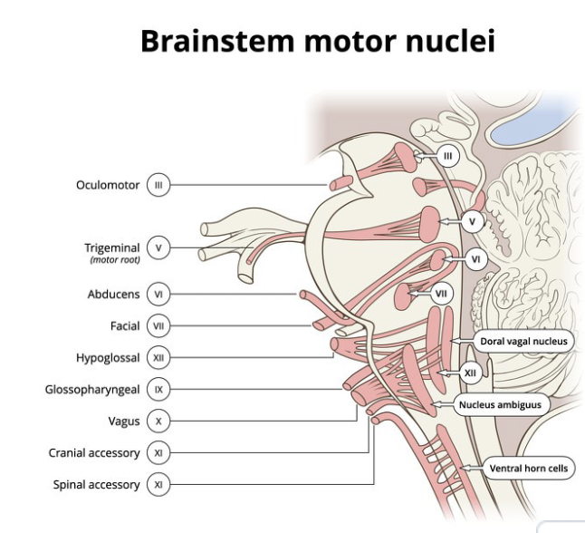 <p>where is abducens nucleus?</p>