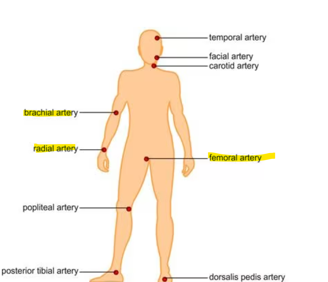 <ul><li><p>Blood gas test tell us how well your lungs are moving oxygen and carbon dioxide, and the acid/basic status of your entire body</p></li><li><p>We need a whole blood sample, preferable an arterial blood sample </p><ul><li><p>Sites to acquire arterial blood are radial. femoral, or brachial  </p></li></ul></li><li><p>Blood Gas assessment should be performed STAT</p></li></ul><p></p>