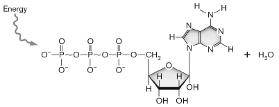 The molecule shown below carries energy in the cell but it needs to be stabilized. It is a ________ molecule and is stabilized when it ________.