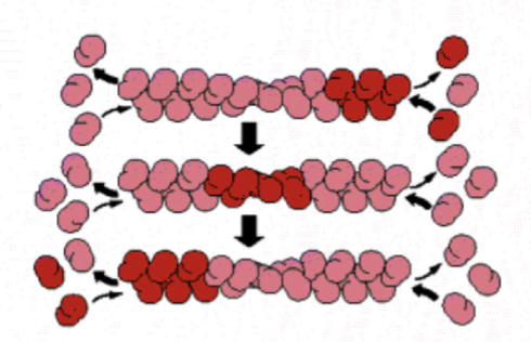 <p>for F-actin and microtubules, a consequence of nucleotide hydrolysis that accompanies polymer formation is to change the critical concentration at the two ends of the polymer. C<sub>c</sub>&nbsp;(minus end) > C<sub>c</sub>&nbsp;(plus end). If both ends of a polymer are exposed, polymerization proceeds until the [ ] of the free monomer reaches a value that is above C<sub>c</sub>&nbsp;for + and below C<sub>c</sub> for —. At this steady state, subunits undergo a net assembly at the + end and a net disassembly at the — end at an identical rate. Polymer maintains constant length, even though there is a net flux of subunits through the polymer</p>