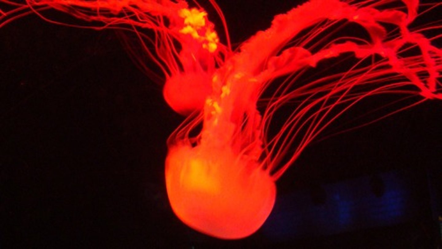 <p>free-floating cnidarian body plan with mouth on underside and tentacles hanging down from a bell</p>