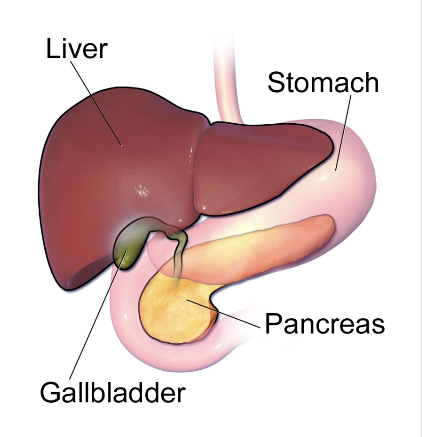 <p><strong>Stores bile</strong> and secretes to duodenum through special bile duct</p>