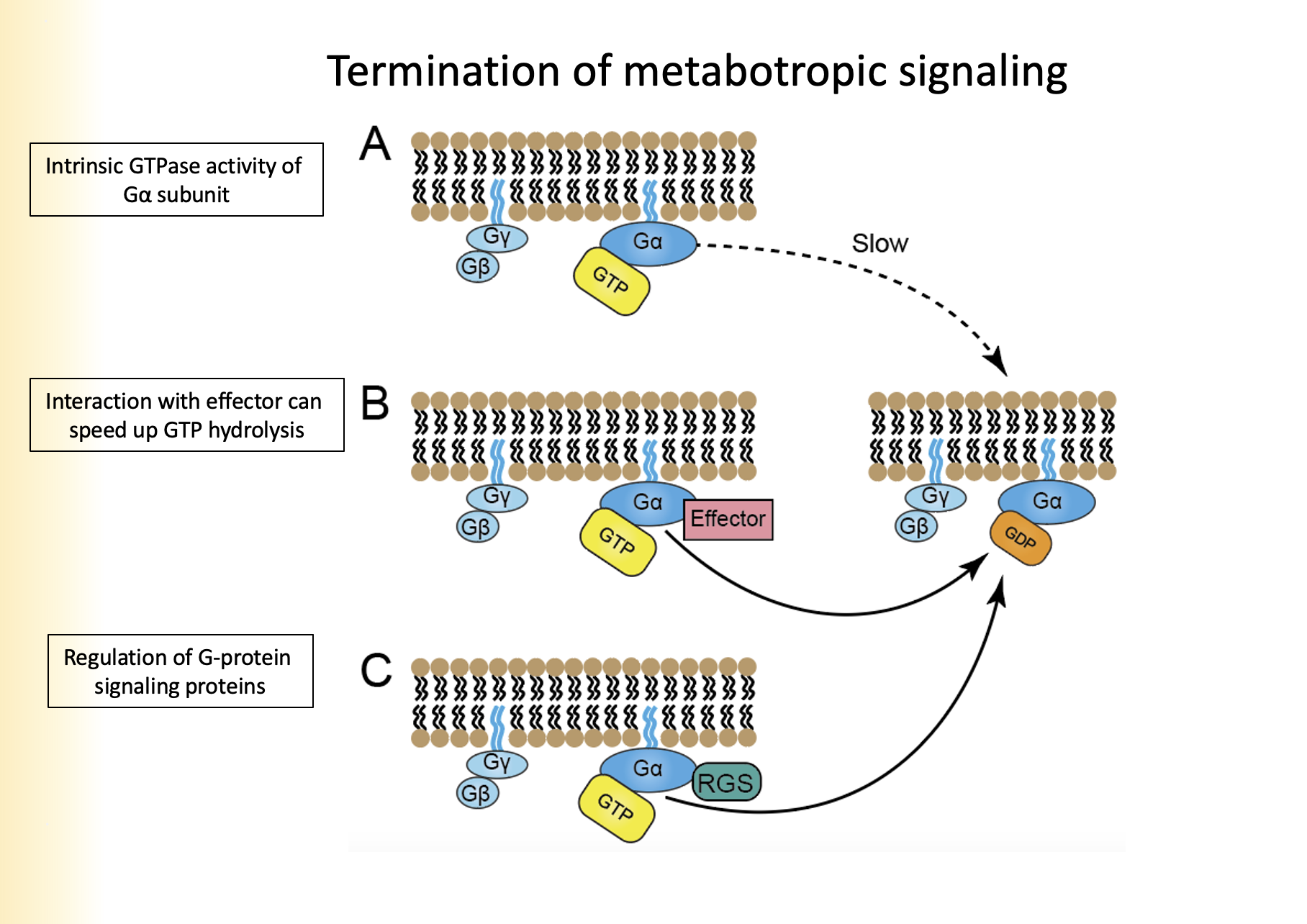 
1. Ga hydrolyzes GTP to GDP, removes phosphate group
2. Ga binds to GyGb as Ga has a high affinity
3. Re-association with receptor