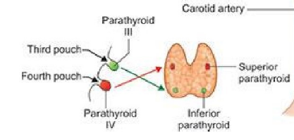 <p>dorsal- superior parathyroid glands</p><p>ventral- parafollicular cells of the thyroid (produce calcitonin which lowers Ca2+ levels)</p>