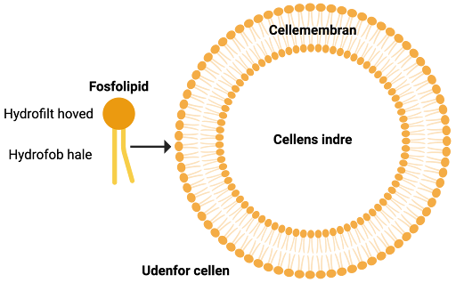 <p>passiv transport är en diffusion över cellmembranet</p><p><span style="background-color: transparent;">Cellmembranet fungerar som en selektiv barriär och omsluter cellen. Cellens skydd mot omgivningen.</span></p><p><span style="background-color: transparent;">Membranet: <strong>dubbelt fosfolipid-lager</strong></span></p><p><span style="background-color: transparent;">Kombinationen av hydrofob och hydrofil gör att cellmembranet bestämmer tydligt vad som tillåts in i / ut ur cellen.</span></p><ol><li><p><span style="background-color: transparent;"><em>Små hydrofoba molekyler kan lätt ta sig in genom membranet utan någon hjälp: t.ex O<sub>2</sub> CO<sub>2</sub> N<sub>2</sub></em></span></p></li></ol><ul><li><p><span style="background-color: transparent;">(dessa sker via <strong>diffusion</strong> som är en passiv transport) och sker med koncentrationsgradienten.</span></p></li><li><p><span style="background-color: transparent;">vattnets diffusion</span> genom ett membran kallas <strong>osmos</strong></p></li><li><p><span style="background-color: transparent;">Passiv transport = inte kostar någon energi = <strong>går från hög konc till låg </strong>(molekylernas natur är att vilja sprida ut sig).</span></p></li><li><p><span style="background-color: transparent;">2. <em>Små oladdade molekyler:&nbsp;</em></span></p></li></ul><p></p><p><span style="background-color: transparent;">Tar sig ganska enkelt in i cellen via <strong>passiv transport, </strong>kan dock behöva hjälp av <strong>kanalproteiner</strong> (sitter genom <strong>hela </strong>membranet och har kontakt med utsidan av cellen och insidan. Ex H<sub>2</sub>O, NH<sub>3</sub>, urea, glycerol. <em>Vattnets kanalprotein kallas </em><strong><em>aquaporin</em></strong><em>.&nbsp;</em></span></p><p></p>