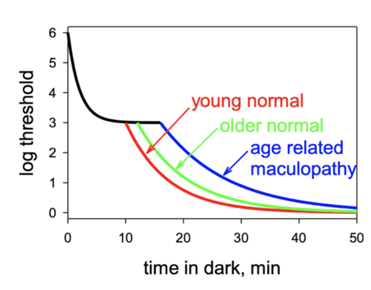 <p>prolongs the rod-cone break</p><p>why? - rods cannot regenerate chromophore faster due to waste accumulation between Brush's membrane and the RPE (inhibit transport)</p>