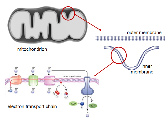 <p>inner mitochondrial membrane </p>