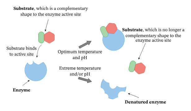 <p>Denaturation occurs when an enzyme is in an environment different from its optimal temperature and pH. </p><p>Being in such an environment causes the intramolecular bonds in the enzyme to be stressed and broken. </p><p>This causes the enzyme to <strong>denature</strong>, or to change in 3D shape. This change in shape results in a less effective enzyme because the active site also changes. Thus, the rate at which the enzyme works is affected. </p>