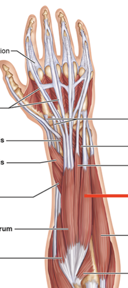 <p>Forearm muscle on pinky side (palm down)</p>