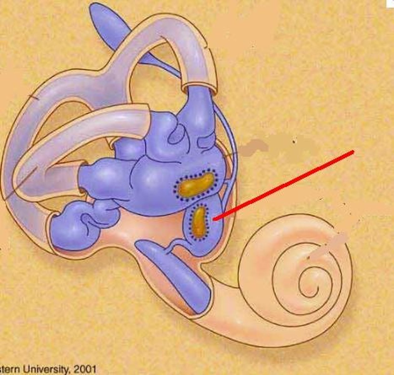 <p>smaller of two sacs within the membranous labyrinth of the vestibule in the inner ear ( small bag)</p>
