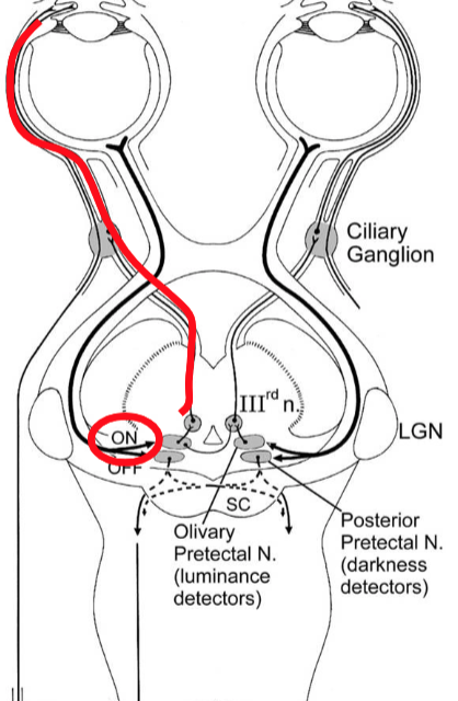 <p>When the light is too bright…</p>