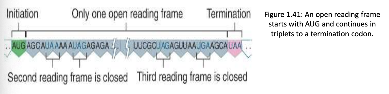 <p>usually only one of the three possible reading frames is translated (the one starting at base 1) and the other two are closed by frequent termination signals (usually the ones starting at base 2 and 3)</p><ul><li><p>ORF is a DNA sequence consisting of triplets that can be translated into amino acids, starting w/ initiation codon (AUG) ending w/ term. codon (UAA, UAG, UGA)</p></li></ul>