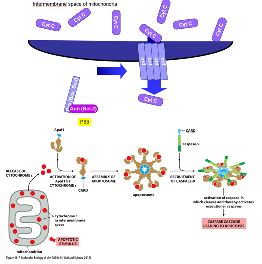 caused by an internal signal, like DNA damage.

\
__Process__:

* **anti-apoptotic proteins (Bcl-2)** in the cytoplasm bind and inactivate **pro-apoptotic proteins (Bax, Bad)**
* **p53** causes Bcl-2 to release pro-apoptotic proteins
* pro-apoptotic proteins embed in mitochondrial membrane and form a pore 
* **Cyt C** flows out of intermembrane space into cytoplasm
* Cyt C binds **Apaf-1** to form CARD complex
* 7 **CARD complexes** form apoptosome
* **apopotosome** recruits and activates initiator caspase