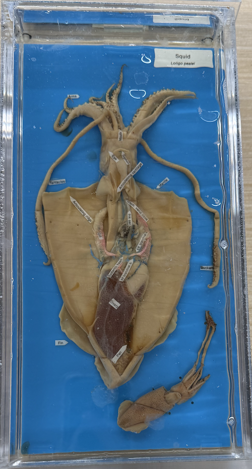 <p>Phylum, Class, Circulatory System</p>