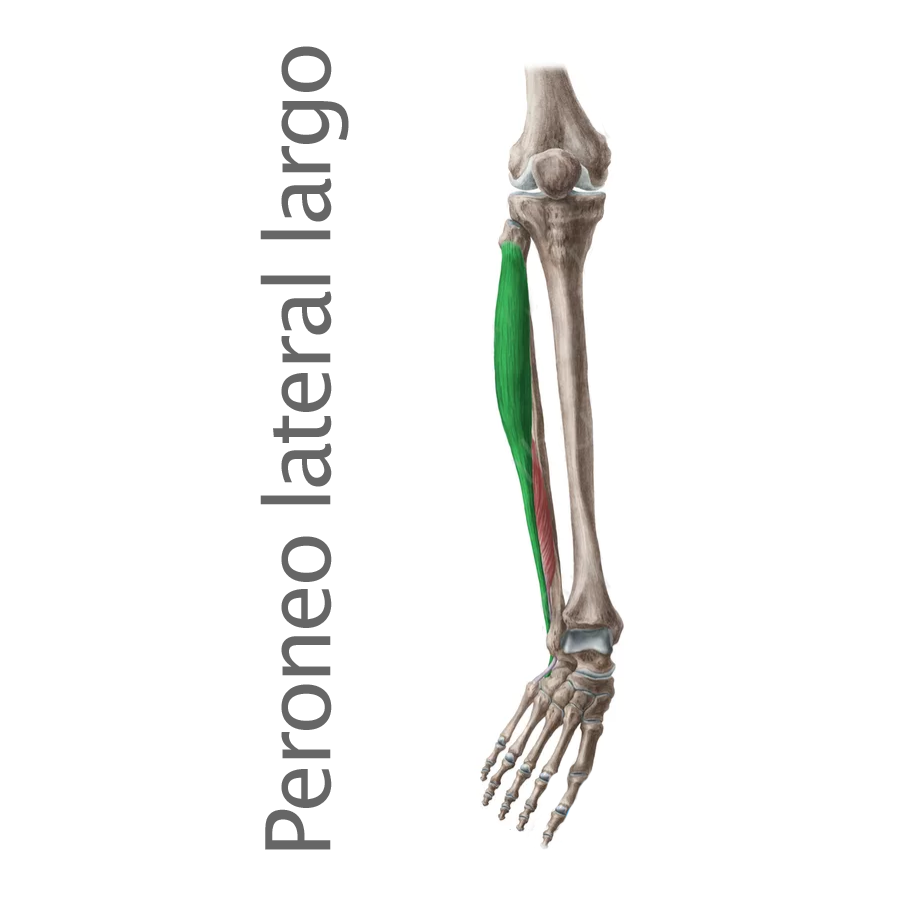 <p>O Peroneo lateral largo</p>