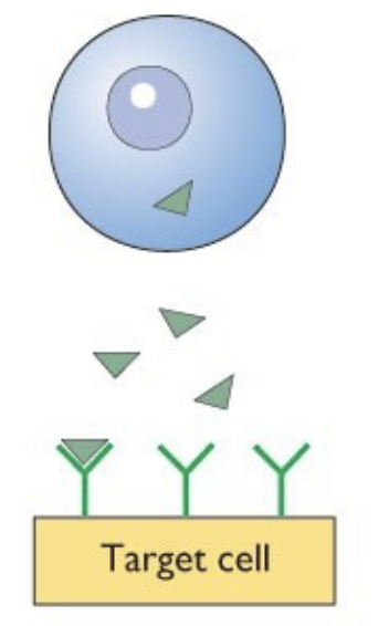 <p>Acts on nearby cells.</p>