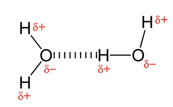 <p>hydrogen bonds, 2 water mlc</p><ul><li><p>transport of water undertension in xylem</p></li><li><p>use of water surfaces bc of surface tension</p></li></ul><p></p>