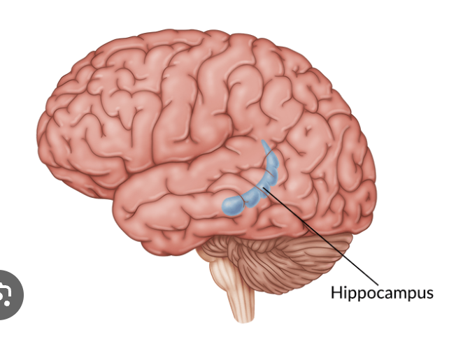<p>Responsible for memory and learning, holds short-term memories and transfers them to long-term storage</p>