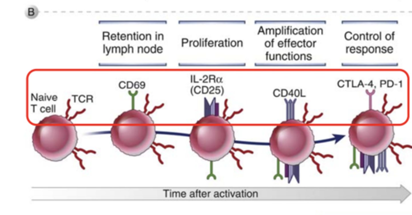 <p><strong><span class="bgP">CD40L*****</span></strong></p>