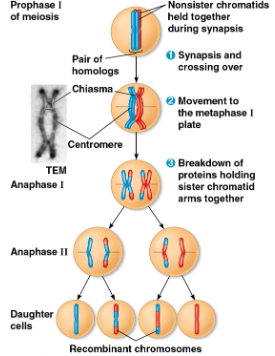 <p>Recombinant chromosomes</p>