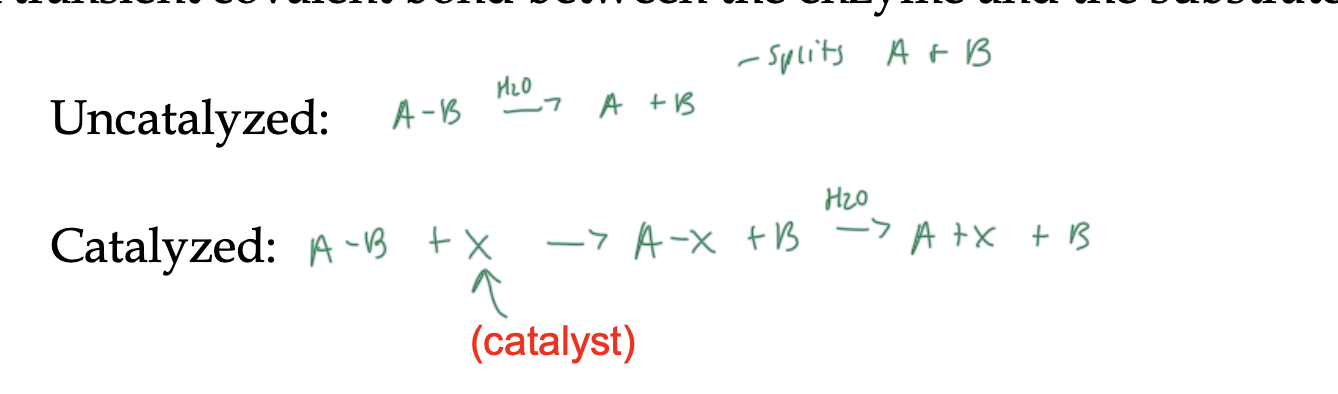 <ul><li><p>a transient (temporary) covalent bond forms between the enzyme and the substrate</p></li><li><p>requires a nucleophile on the enzyme</p></li></ul><p></p>