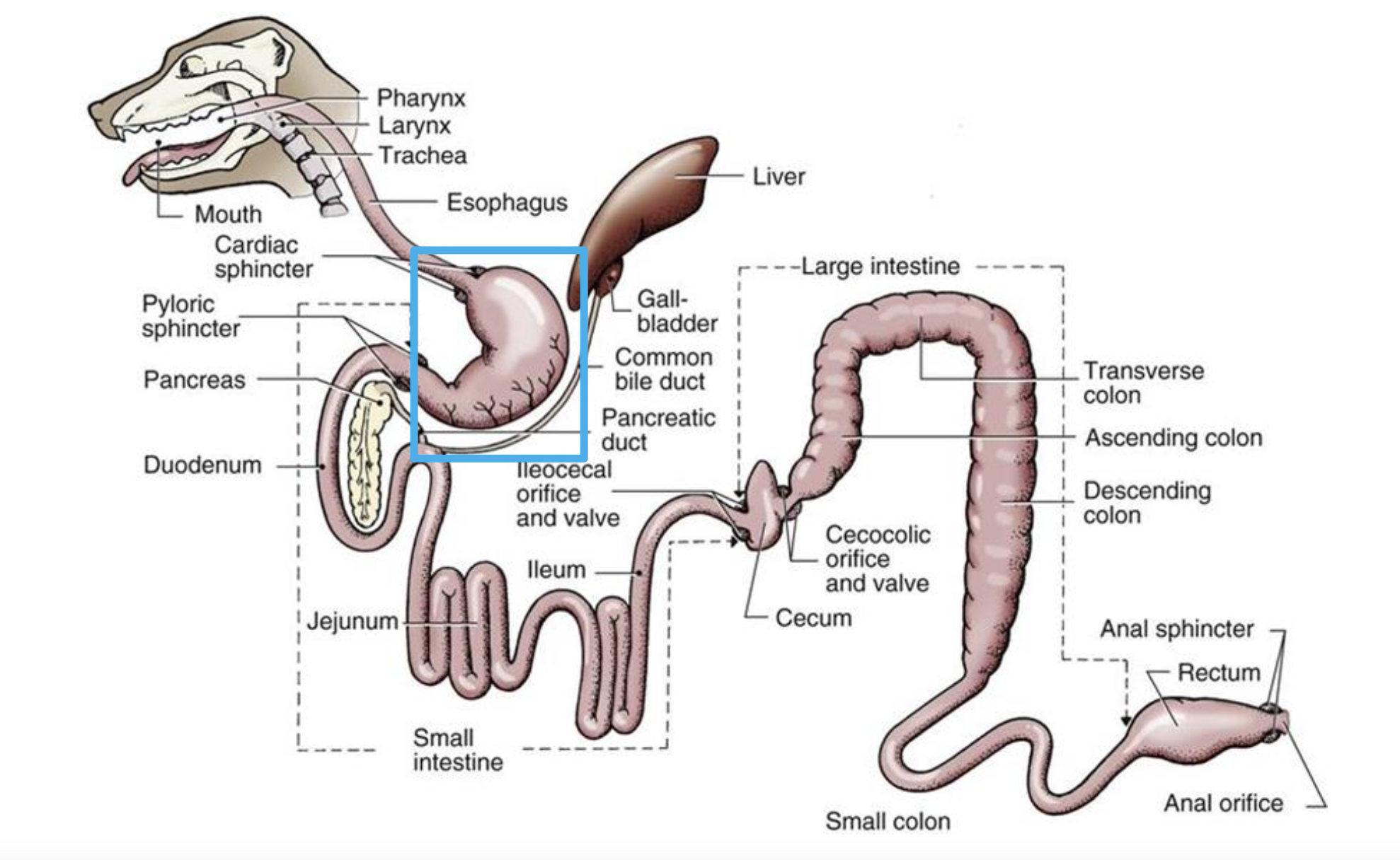 __**The Stomach**__ 
