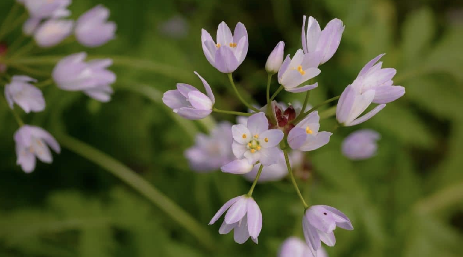 Flower 230