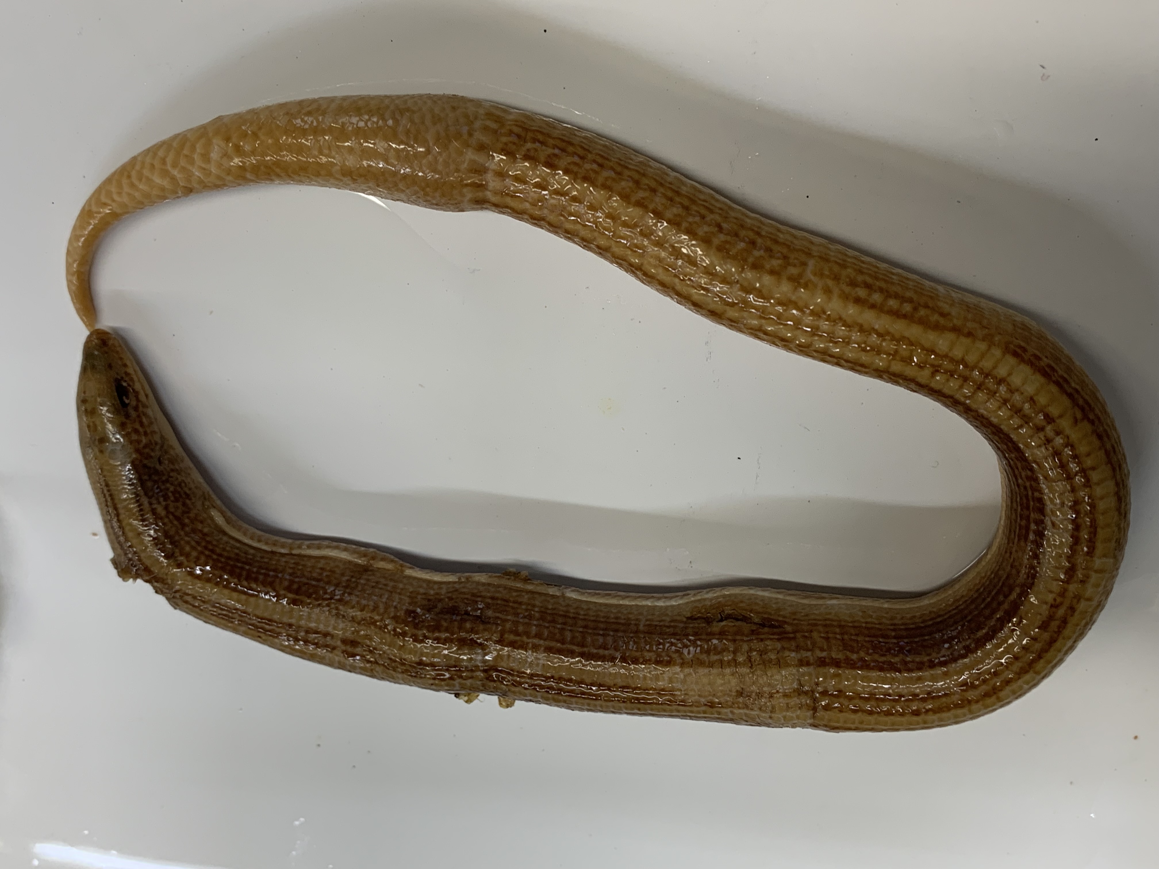 Clade, Family, Genus sp. 
