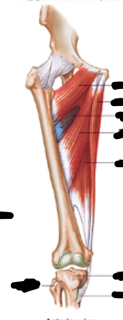 <p>Name, origin, insertion, innervation</p>