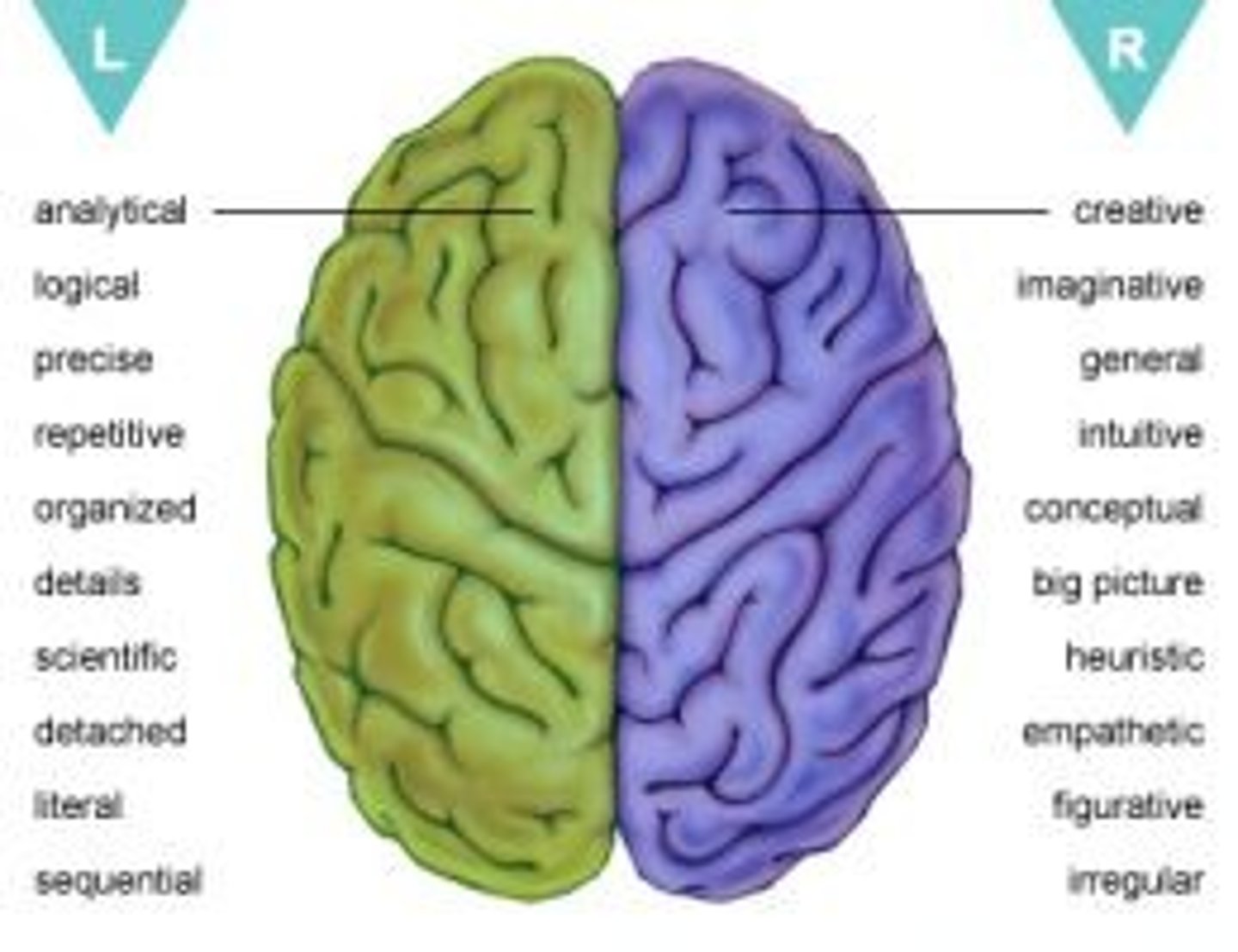 <p>Certain mental processes and behaviours are controlled or dominated by one hemisphere rather than the other (as in the example of language).</p>