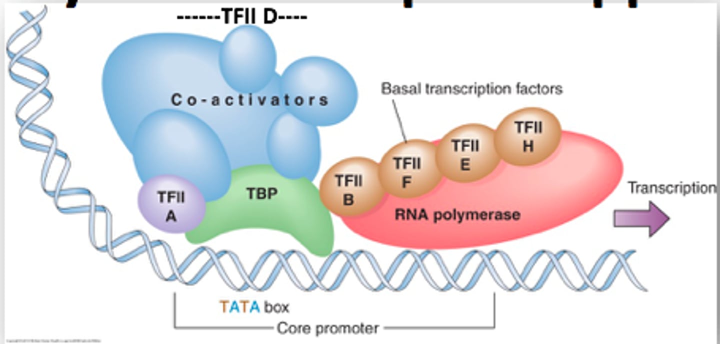 <p>TFIIA, TFIIB, TFIID, TFIIE,TFIIF, and TFIIH</p>
