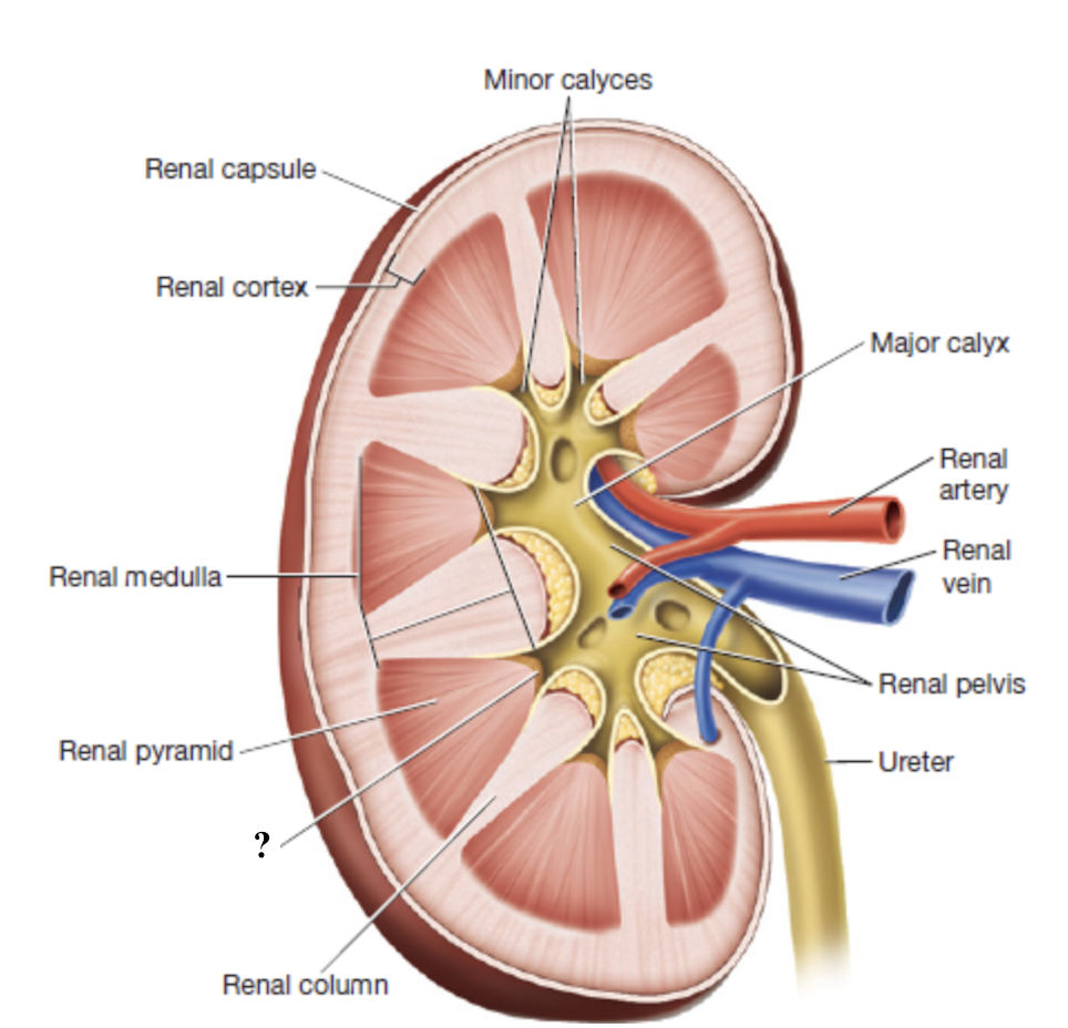 <p>tip or apex of each renal pyramid</p>