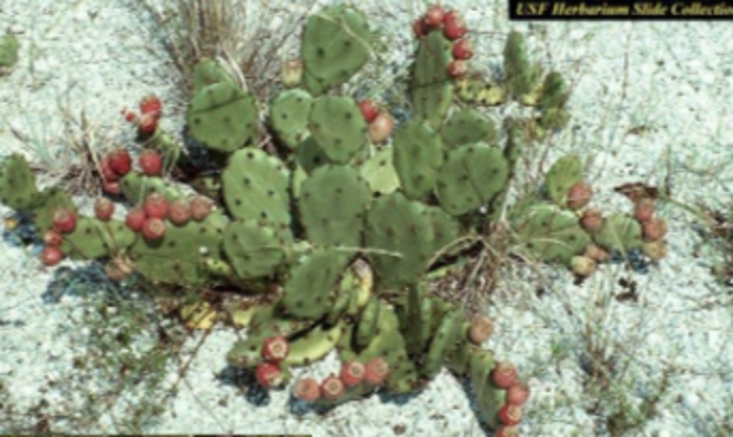 <p>Flattened green pads with spines and yellow flowers; Sandy Hook.</p>