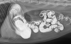 <p>What is wrong with this patient's upper GI?</p>