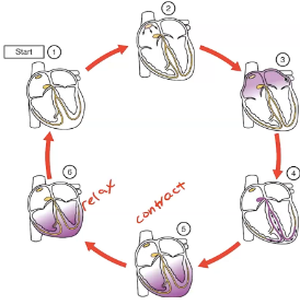 **→ Allows atria to contact before the vehicles thus allowing ventricles to fill before contracting this coordination is important as, without the coordinating, this doesn't allow the blood to be pumped effectively** 