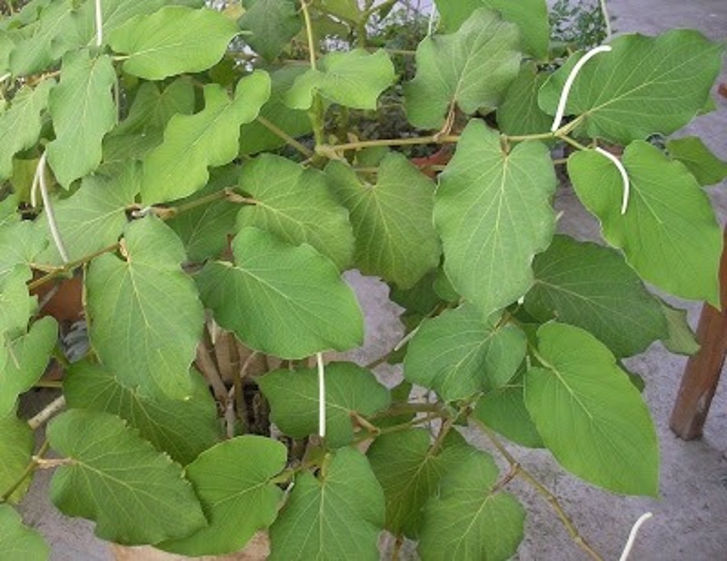 <p>Piper auritum</p>