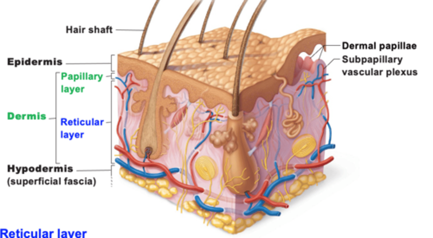 <p>- dense, irregular connective tissue</p><p>- surrounds blood vessels, hair follicles, nerves, and glands</p><p>interwoven collagen fiber bundles</p>