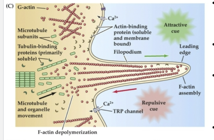 <p>Globular actin (G-actin) can be incorporated into… </p>