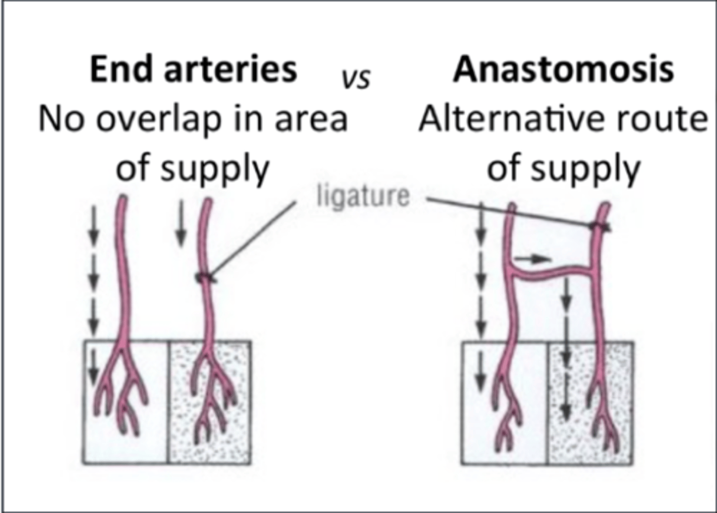<p>true anastomoses</p>
