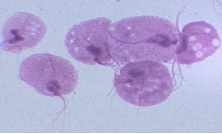 <p>A- what is the method of examination used here</p><p>B-how to use it</p><p>C- What is the name of organism</p>