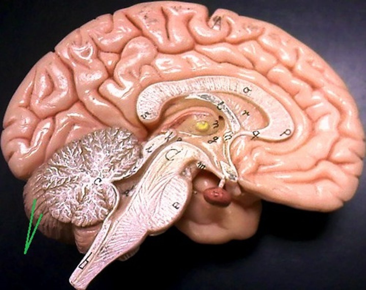 <p>Small folds of cerebellum</p>
